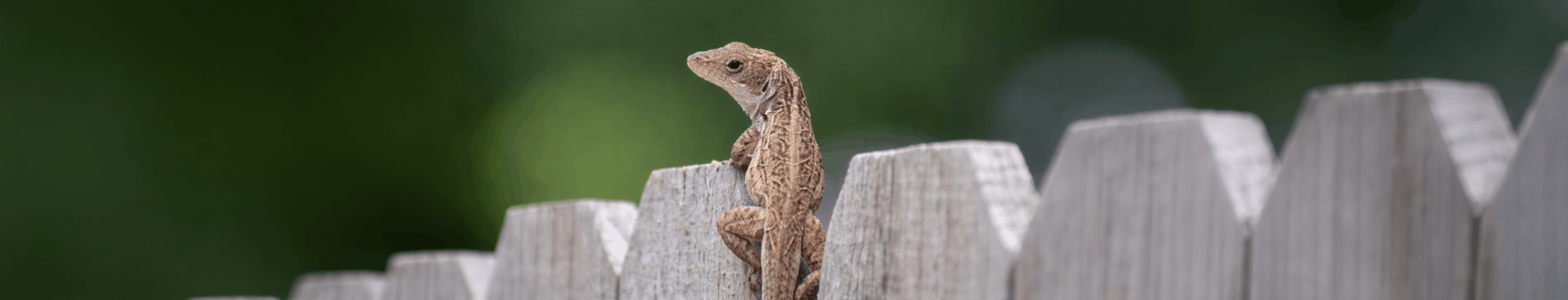 Reptielen / Amfibiën