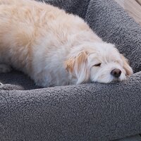 Bia bed premium hoes teddy grijs