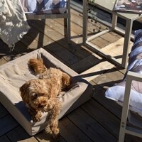 Bia bed outdoor hoes hondenmand taupe