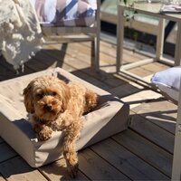 Bia bed outdoor hoes hondenmand taupe